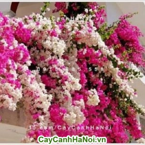 Cây hoa giấy Singapore - cây hoa leo nhiều màu sắc mỏng manh nhưng đầy quyến rũ