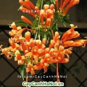 Hoa chùm ớt - loài hoa leo đẹp và mang lại may mắn cho gia chủ