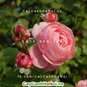 Hoa hồng leo với cách trồng và chăm sóc cho ra hoa sau 3 tháng
