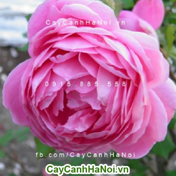 Hoa hồng leo, loại dây leo siêu đẹp cho không gian sống đầy thơ mộng
