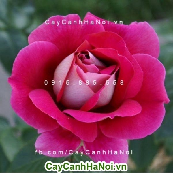 Hoa hồng ta một vẻ đẹp truyền thống đằm thắm, giản dị nhưng vô cùng quyến rũ