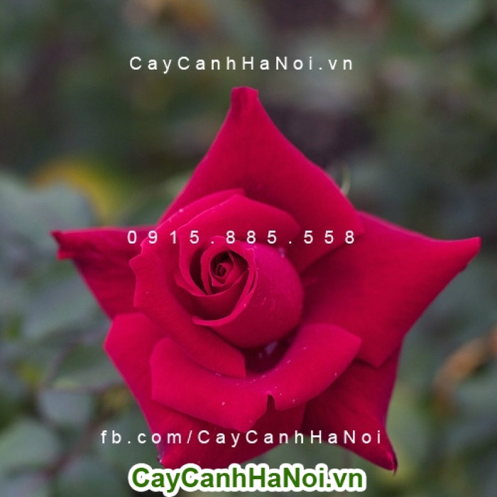 Hoa hồng ta một vẻ đẹp truyền thống đằm thắm, giản dị nhưng vô cùng quyến rũ