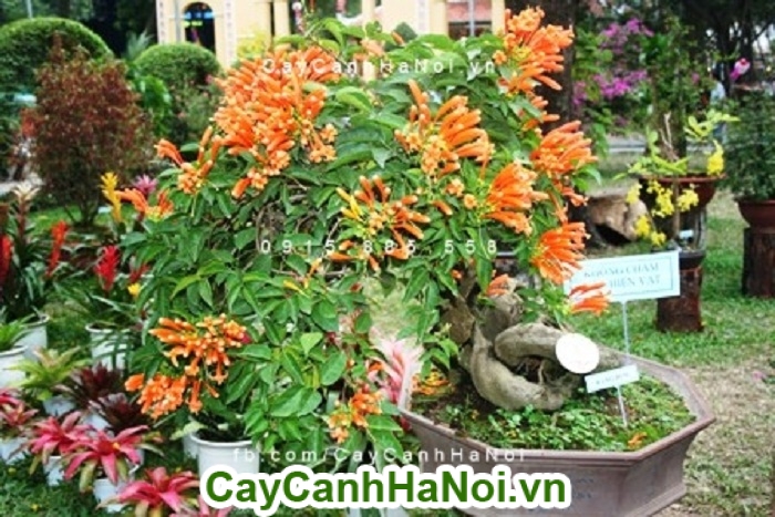 Hoa chùm ớt hoa leo giàn khỏe, mang sắc cam đến khuôn viên nhà bạn