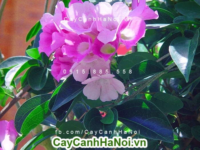Cây hoa lan tỏi - Loài hoa leo có vẻ đẹp thanh khiết và dịu dàng
