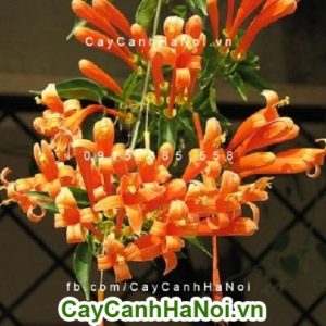 Hoa chùm ớt - loài hoa leo đẹp và mang lại may mắn cho gia chủ