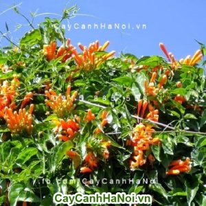 Hoa chùm ớt hoa leo giàn khỏe, mang sắc cam đến khuôn viên nhà bạn