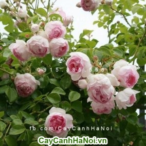 Hoa hồng leo, loại dây leo siêu đẹp cho không gian sống đầy thơ mộng